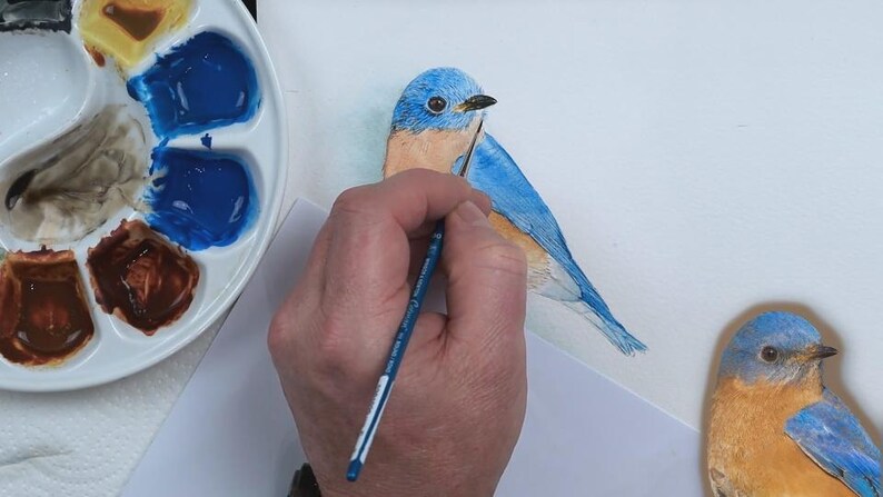 Paul has added blue and orange watercolour wash layers to the bird, and is just starting to add details to the blue feathers on the bluebird's head.