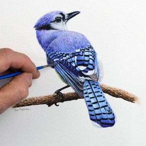 A highly detailed illustration of a blue jay bird.  This has been completed in watercolors using the tiny brush that Paul is holding in the photo.  The bird is predominately blue, with black and white patterns, it is facing away, but looking right.