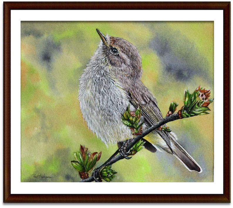 The chiffchaff painting in a dark coloured frame with a white mount.