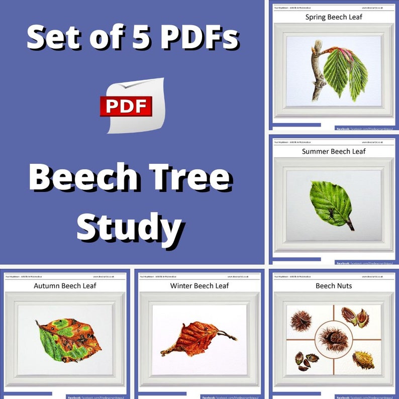 An overview image showing the 5 PDFs included in this listing, a spring leaf, all fresh greens, and slightly unopened, a summer leaf with an insect, an autumn leaf in shades of brown and yellow, and a crinkled winter leaf. Alongside beech nuts study.