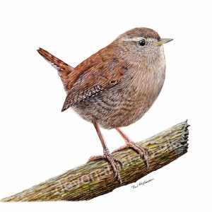 Learn to Paint Paint Realistic Birds in Watercolour, Watercolor Wren Painting, Art E-Book, Bird Illustration Tutorial, PDF Painting Lesson
