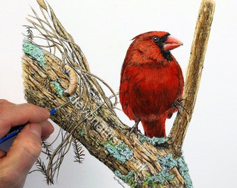 Red Cardinal Pen and Wash Lesson, Learn to Paint Realistic Watercolor Birds, Step-by-Step Watercolour Guide