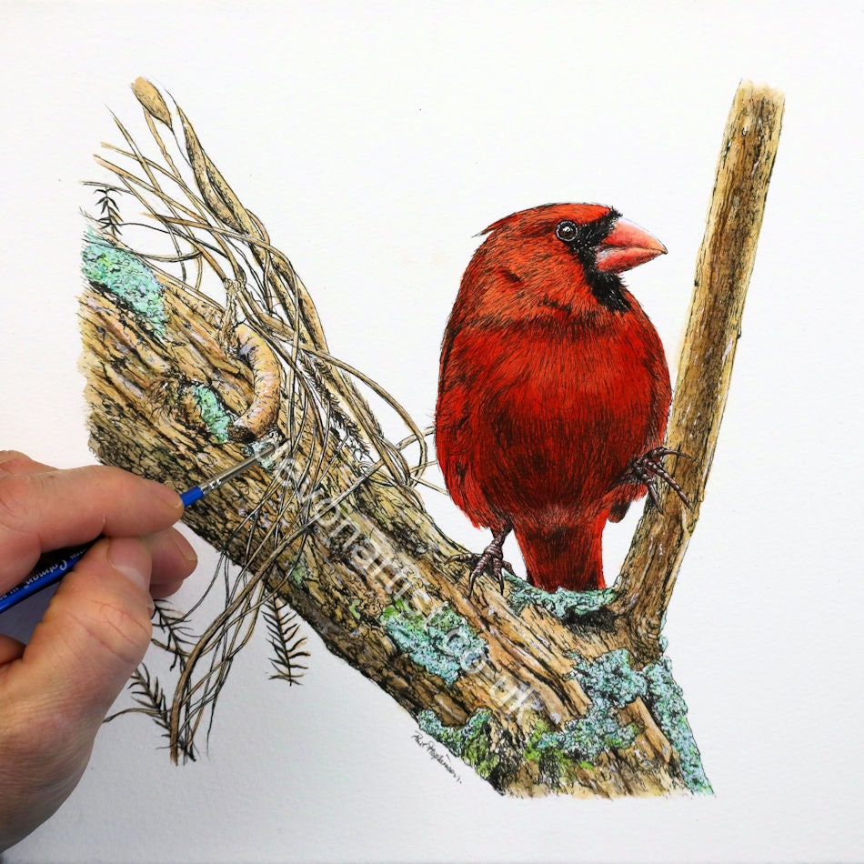 Bird Pen and Wash UK