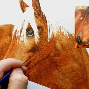 Paul is shown adding mid-tone details to the body of the horse.  He is using these tones to create shape and form within the animal's body, so that his painting doesn't look flat.