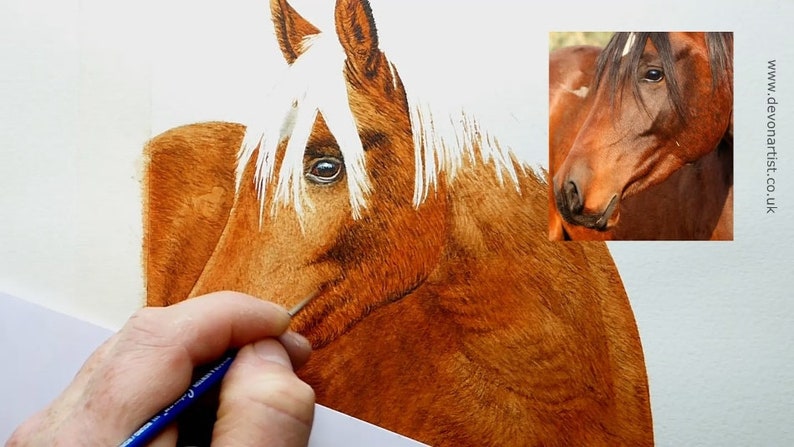 Paul is shown adding mid-tone details to the body of the horse.  He is using these tones to create shape and form within the animal's body, so that his painting doesn't look flat.