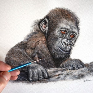 Paul completing a pen and watercolour wash study of an infant gorilla.  The baby is clinging to an adult's back.  It is mainly a dark chocolate brown/ black, but the face and hands are predominately hairless.  The eyes are a rich brown colour.