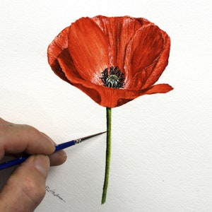 Può includere: Un dipinto ad acquerello di un singolo papavero rosso con uno stelo verde. Il fiore è in piena fioritura e i petali sono delicati e morbidi.