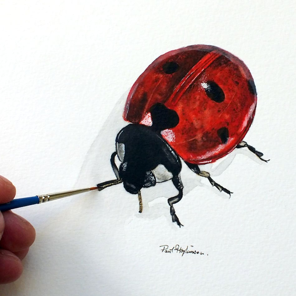 オリジナルてんとう虫の水彩画：美術昆虫イラスト - Etsy 日本