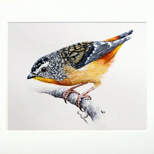 The pardalote painting in a cream mount