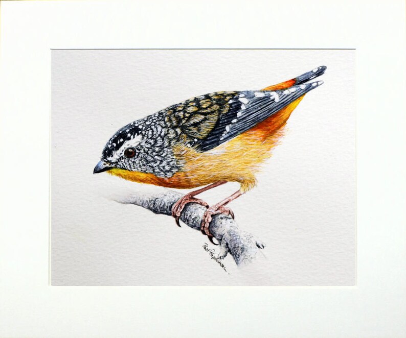 The pardalote painting in a cream mount