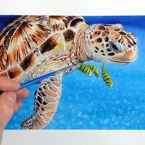 Paul painting a really detailed watercolour of a sea turtle.  This is set against a vibrant blue background, with 4 small yellow fish beside it.  The turtle is pale brown with darker streaky brown patterns too.