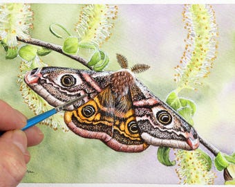 Moth Painting Course, Learn to Paint Realistic Insects in Watercolour, Watercolor Illustration Course