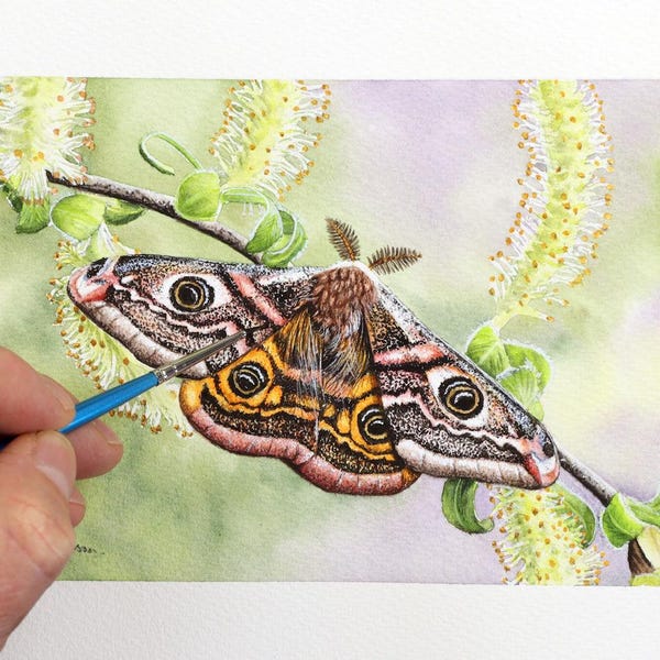 Curso de pintura de polillas, aprende a pintar insectos realistas en acuarela, curso de ilustración con acuarela