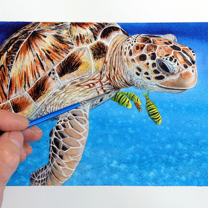 Paul painting a highly detailed watercolour of a sea turtle.  This is very realistic and lifelike.  The turtle is brown with patterns in shades of brown and orange.  It is set against a bright blue background representing the sea.