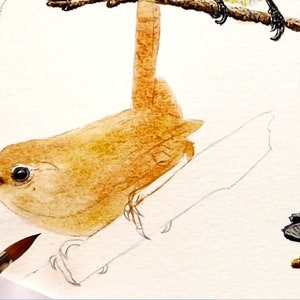 An early point in the painting, with the beak and eye fully painted, and a light brown wash applied to the rest of the bird.  A branch can be seen, and other birds have obviously been completed around the wren.