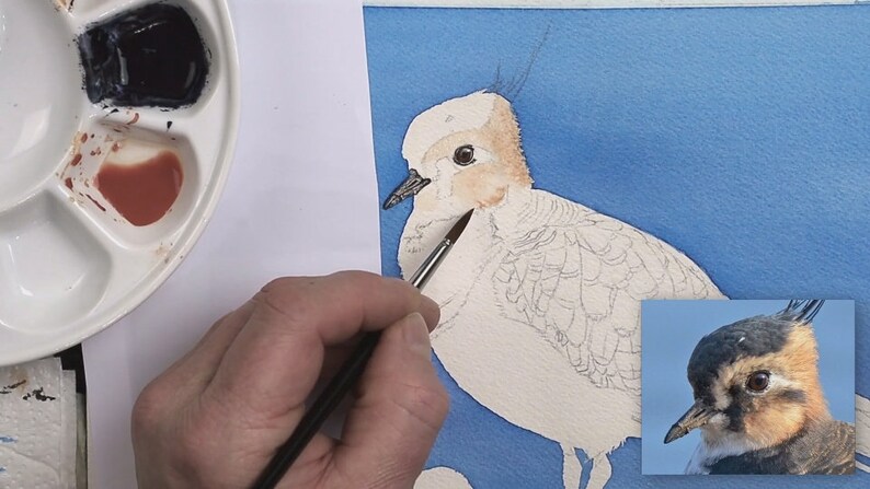 A set of four work in progress photos.  In this first one, Paul has applied a blue background wash, has painted the eye and the beak of the bird, and is applying a brown wash to its face.