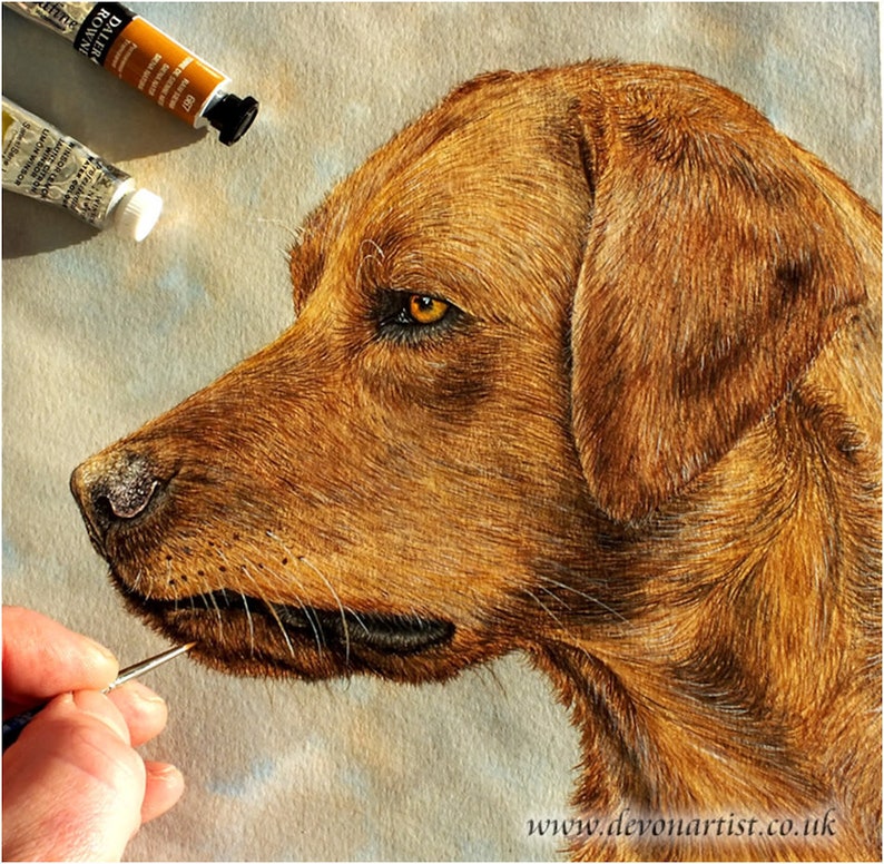 Paul finishing off a watercolour painting of a Red Fox Labrador.  The portrait is of the head and neck with the animal looking to the left.  It has a rich brown fur, which is fairly short, and an amber eye.  The dog is painted in realistic detail.