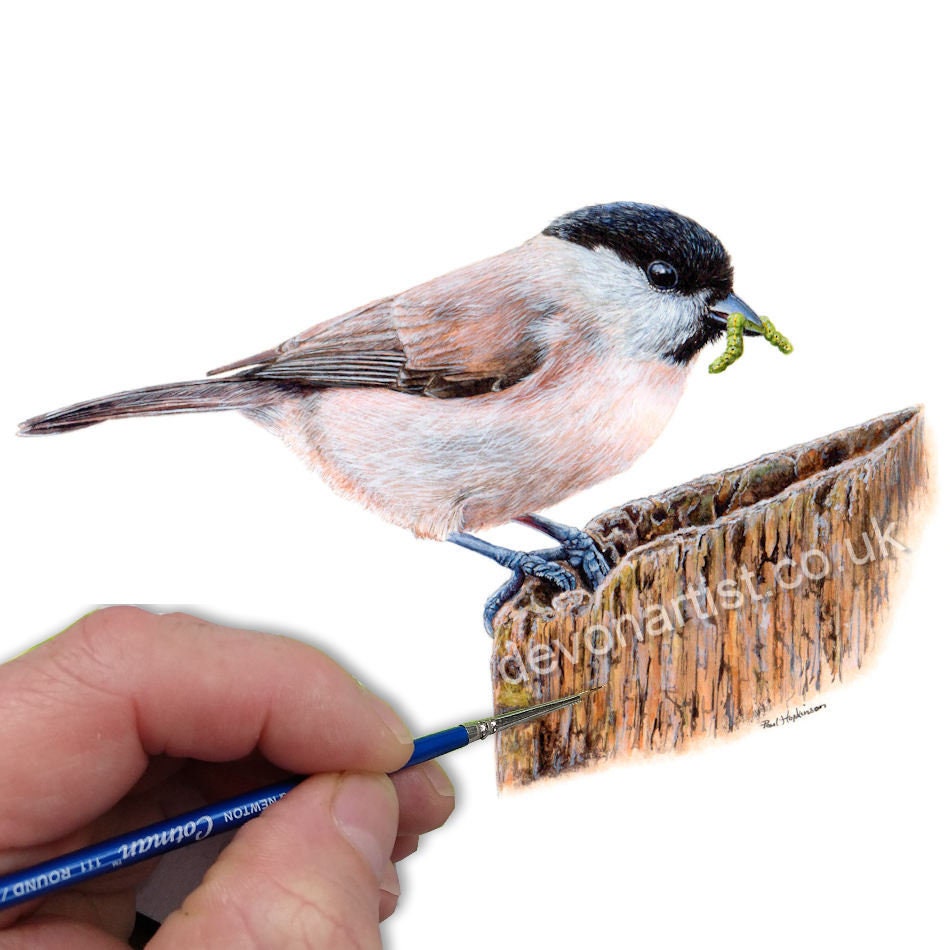 Watercolour Tutorial for Beginners, Learn to Paint Lesson in Watercolor & Acrylic, Marsh Tit Bird Painting Tutorial, How to Start Painting