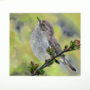 The chiffchaff painting in a cream coloured mount.