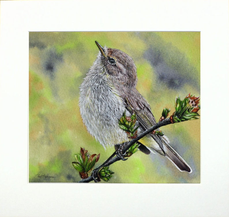 The chiffchaff painting in a cream coloured mount.