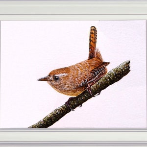 The completed wren painting in a white frame.  This is a small brown bird perched on as stick, and looking to the left.  It has a dumpy appearance, with a cocked tail.