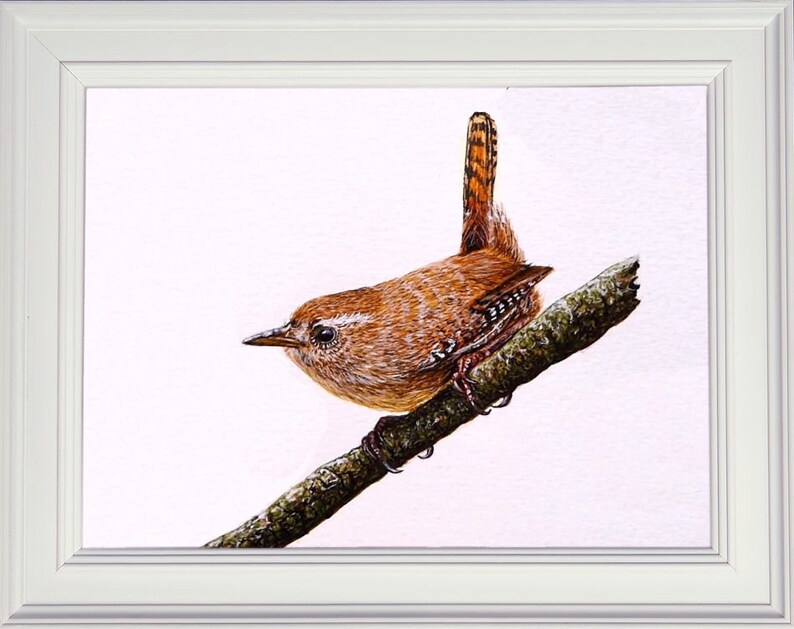 The completed wren painting in a white frame.  This is a small brown bird perched on as stick, and looking to the left.  It has a dumpy appearance, with a cocked tail.