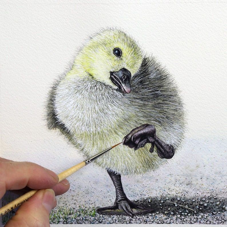 Paul painting a fluffy gosling in watercolour.  Paul is holding a tiny brush, and is painting the claw on the foot that the bird is holding in the air.  The baby goose is mainly yellow and grey and has its head on one side.