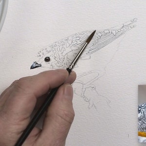 An early point in the painting, as Paul starts to apply a light grey wash on the wing feathers of the bird.  He has already painted the eye and beak.