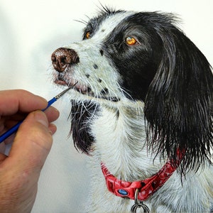 Paul is painting a black and white cocker spaniel, using watercolours and in fine detail.  The dog has black around its eyes and its ears are black too.  The rest of the fur is white, and she is wearing a crimson red collar.