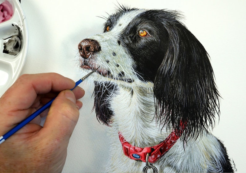 Paul is painting a black and white cocker spaniel, using watercolours and in fine detail.  The dog has black around its eyes and its ears are black too.  The rest of the fur is white, and she is wearing a crimson red collar.