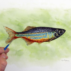 オリジナルの熱帯魚の水彩画、マラバルダニオの水彩イラスト、リアルな野生動物のアートワーク