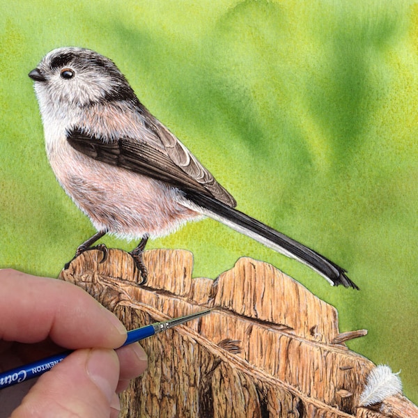 Tutorial de pintura de aves en acuarela: Mito colilargo, paso a paso (Descarga PDF)
