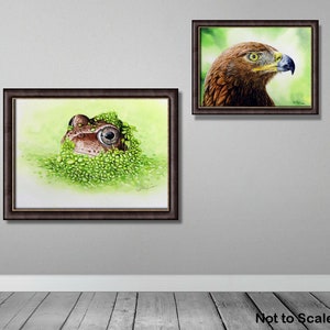 The frog painting is in a dark brown frame and is displayed on a wall alongside a golden eagle.  Both wildlife paintings have green as their background colour.