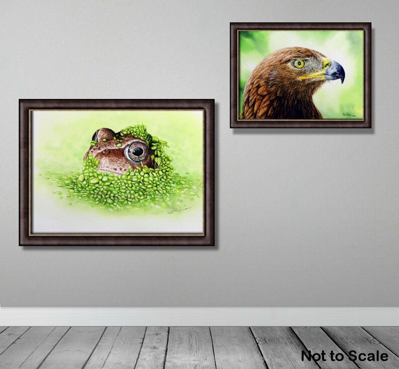 The frog painting is in a dark brown frame and is displayed on a wall alongside a golden eagle.  Both wildlife paintings have green as their background colour.