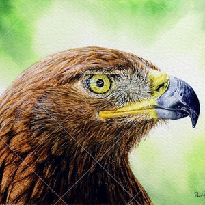 The golden eagle original painting
