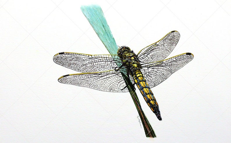 ORIGINAL Watercolour Dragonfly Painting, Realistic Wildlife Watercolor Art, Illustration Fine Art Detail, Animal Wall Art, Insect Gift image 9