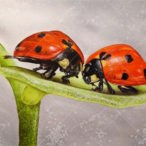 The whole original painting, showing all the fine-details that Paul has added to the ladybugs and the leaf they are standing on.