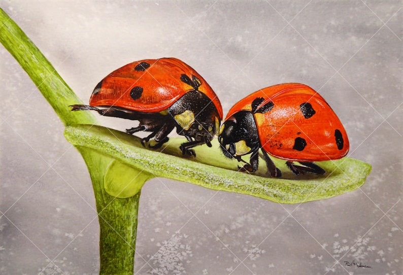 The whole original painting, showing all the fine-details that Paul has added to the ladybugs and the leaf they are standing on.