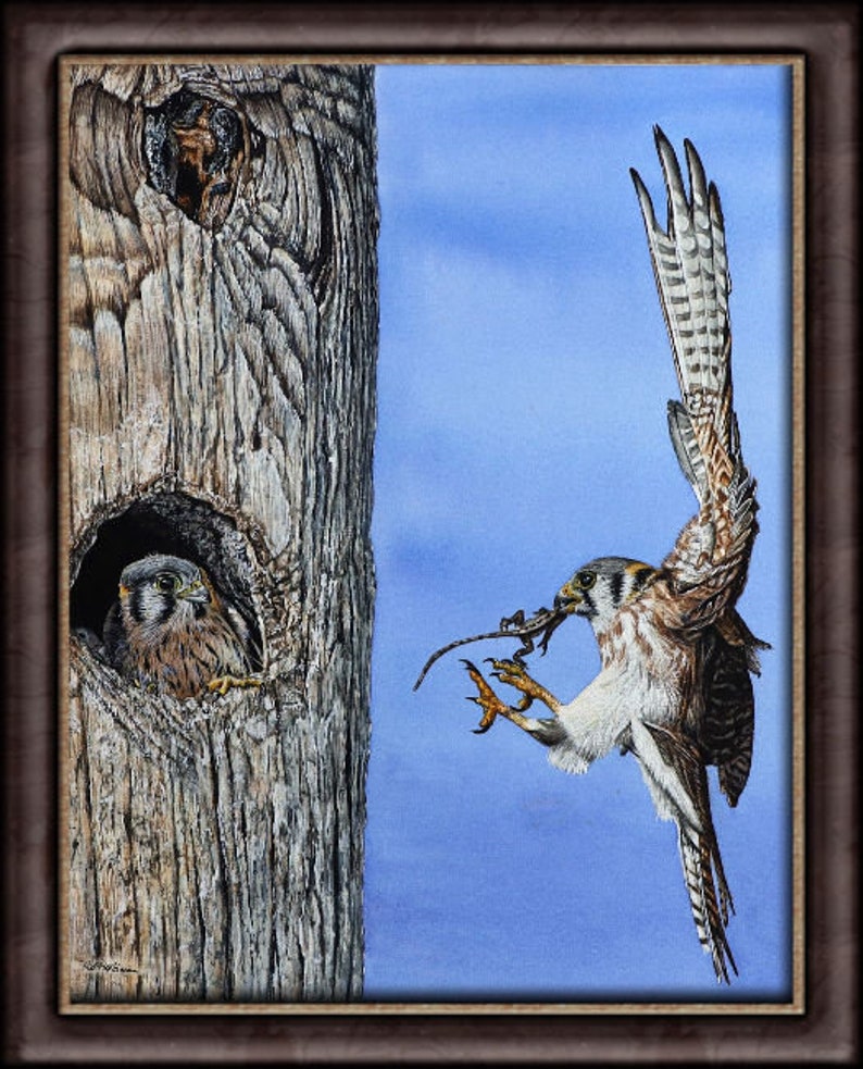 The finished Kestrel painting in a brown frame.