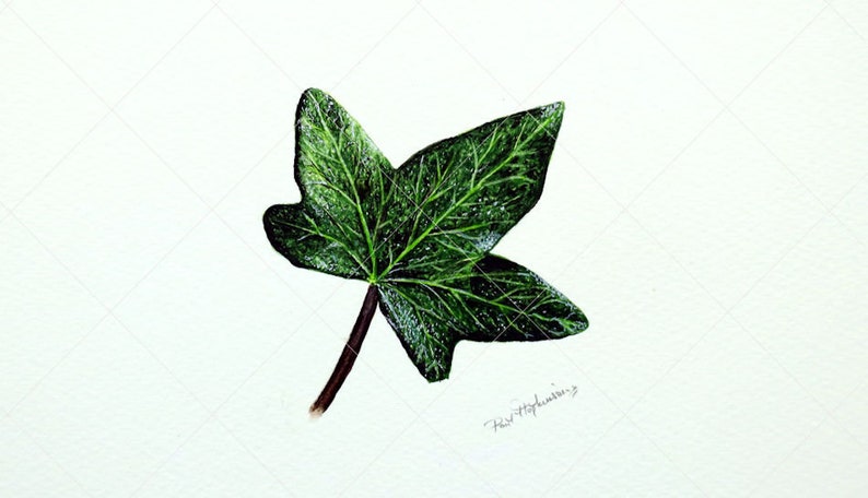 ORIGINAL Botanical Watercolor Leaf Illustration, Realistic Fine Art Ivy Leaf Watercolour Painting, Nature Wall Art, Paul Hopkinson Painting image 7