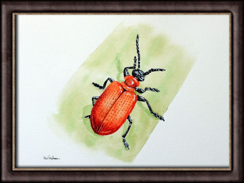 ORIGINAL Watercolour Insect Illustration, Watercolour Wildlife Artwork, Scarlet Lily Beetle Painting, Realistic Watercolor Art, Insect Gift image 4