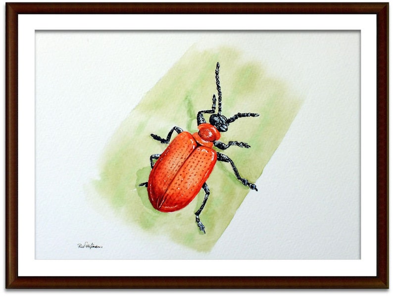 ORIGINAL Watercolour Insect Illustration, Watercolour Wildlife Artwork, Scarlet Lily Beetle Painting, Realistic Watercolor Art, Insect Gift image 8