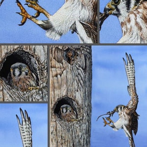 Close up photos of the Kestrel painting, showing the fine, tiny details that Paul has added.