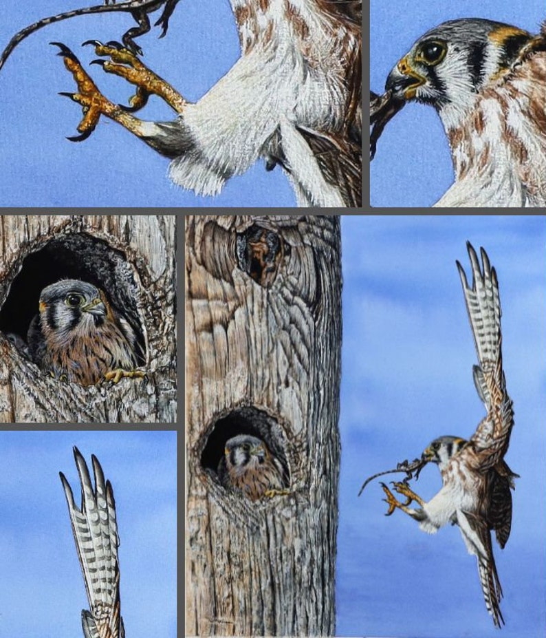 Close up photos of the Kestrel painting, showing the fine, tiny details that Paul has added.