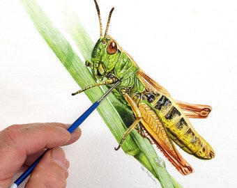 Watercolor Painting Course, Realistic Grasshopper Watercolour Illustration, Step-by-Step Detailed Guide