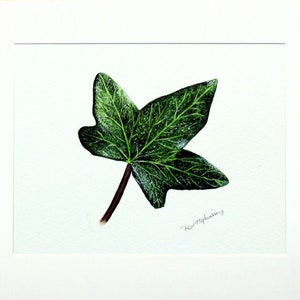 ORIGINAL Botanical Watercolor Leaf Illustration, Realistic Fine Art Ivy Leaf Watercolour Painting, Nature Wall Art, Paul Hopkinson Painting image 4