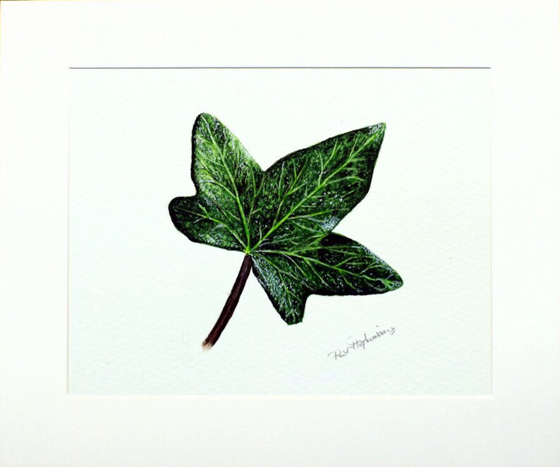 ORIGINAL Botanical Watercolor Leaf Illustration, Realistic Fine Art Ivy Leaf Watercolour Painting, Nature Wall Art, Paul Hopkinson Painting image 4