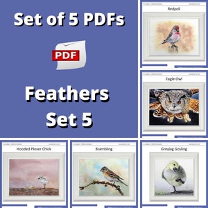 A set of 5 watercolour bird painting lessons, a redpoll, eagle owl, gosling, brambling and hooded plover.  All are shown in white frames, with their title above them.  All are painted in fine detail, including backgrounds.