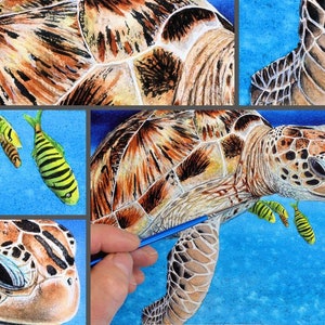Close up images of the painting.  Top left the shell, top right the flipper.  Middle left are the fish and bottom left the face.  Finally the whole turtle is shown bottom right.