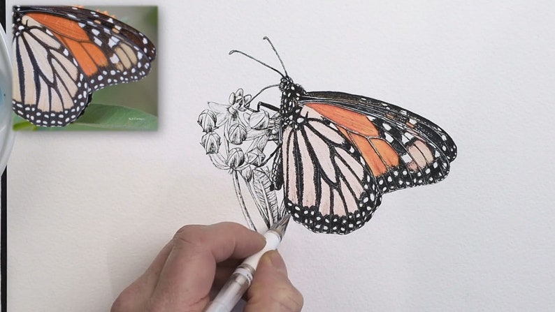 The butterfly has now been covered in wash, with the orange sections a lot more vivid than the lower wing.  In the photo, Paul is using a white pen on the spots edging the wings.
